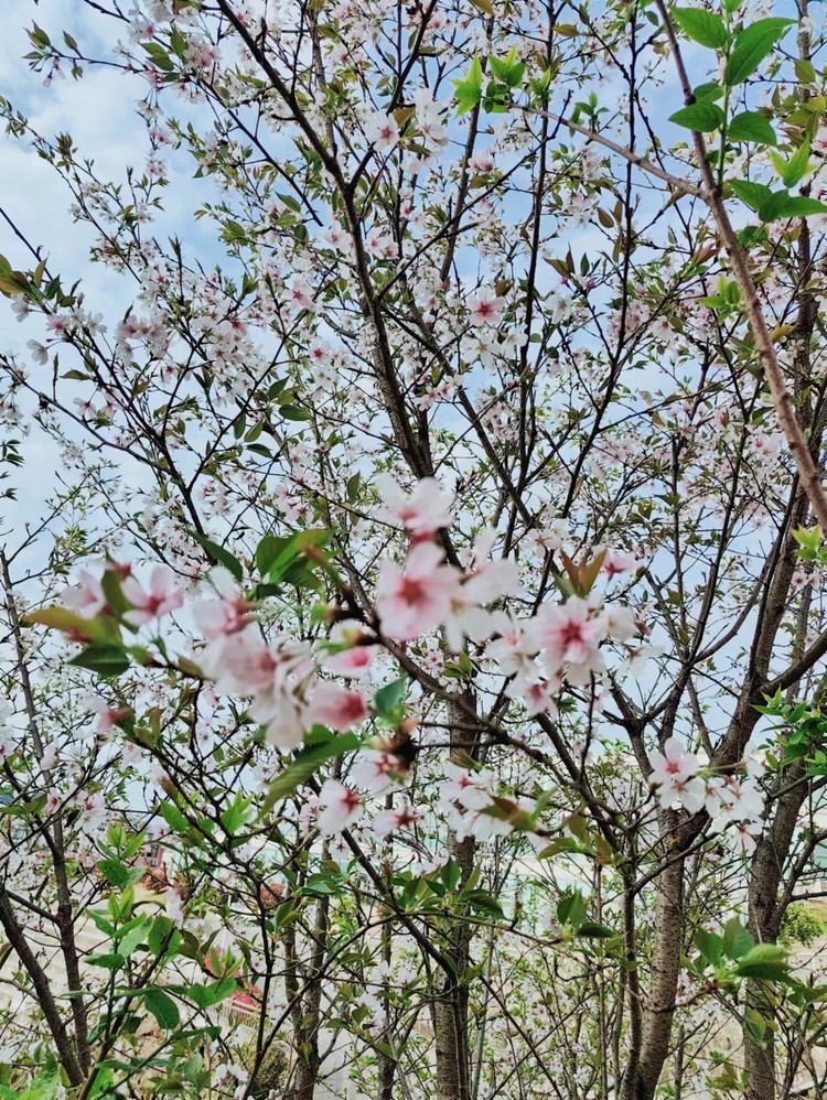 美勤学校|清明节放假通知——重庆市mg冰球突破豪华版学校2024年清明节致家长的一封信